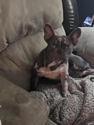 Lost Female Dog last seen Red fern rd, Smith County, TX 75703