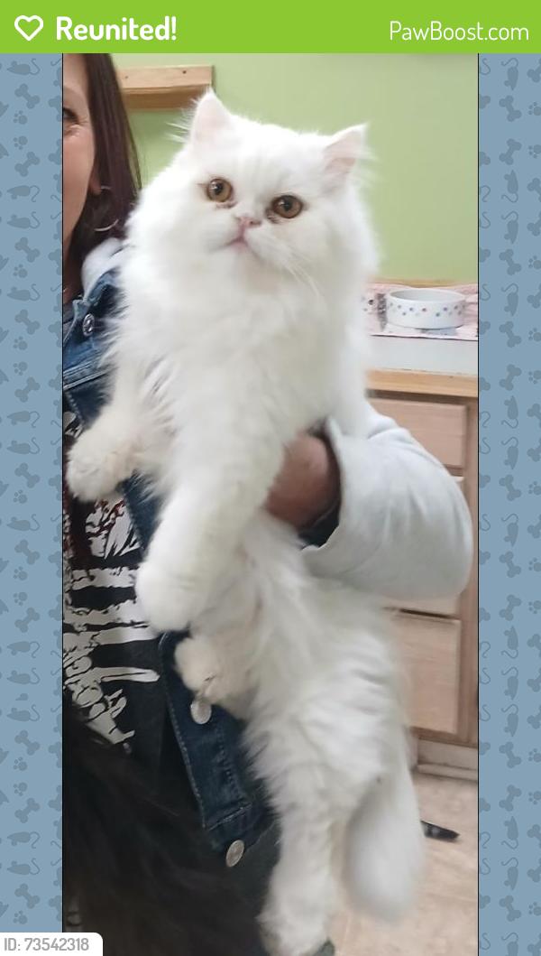Reunited Male Cat last seen Berdan St, Toledo, OH 43612