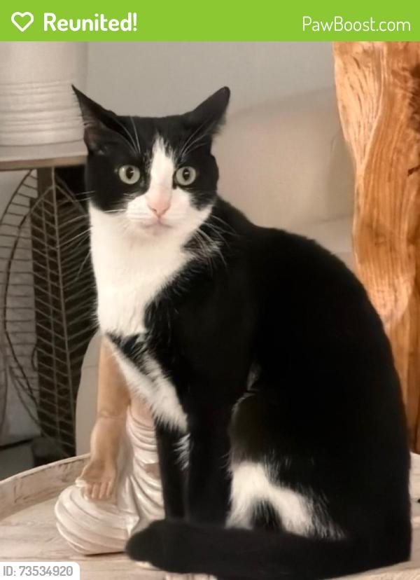 Reunited Male Cat last seen Palamos circle, fort Myers 33905, Fort Myers, FL 33905