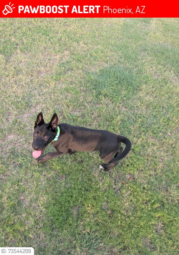 Lost Male Dog last seen 32nd street and Roosevelt, Phoenix, AZ 85008