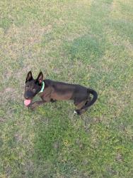 Lost Male Dog last seen 32nd street and Roosevelt, Phoenix, AZ 85008