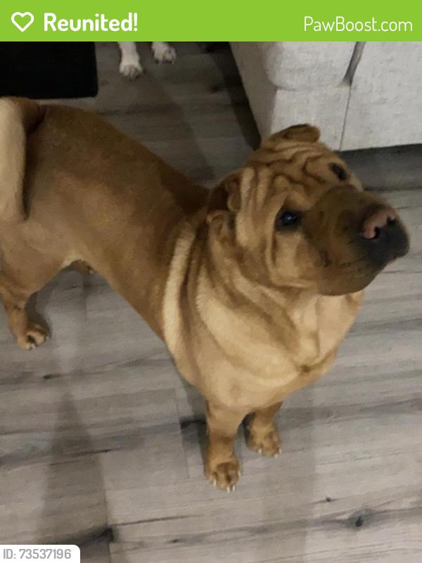 Reunited Male Dog last seen Tower and Ceylon, Aurora, CO 80011