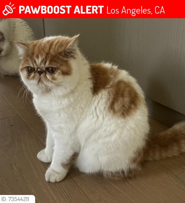 Lost Male Cat last seen Superba Ave, Los Angeles, CA 90291