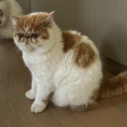 Lost Male Cat last seen Superba Ave, Los Angeles, CA 90291