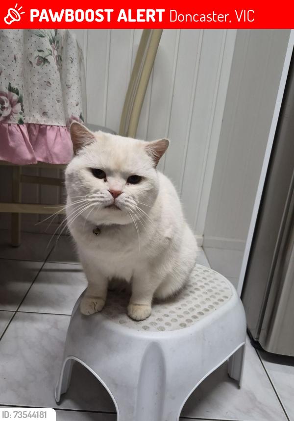 Lost Male Cat last seen Caringal ave and attunga crt, Doncaster, VIC 3108