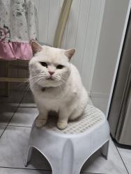 Lost Male Cat last seen Caringal ave and attunga crt, Doncaster, VIC 3108