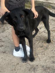 Found/Stray Male Dog last seen Pines on Spring Rain, Spring, TX 77379