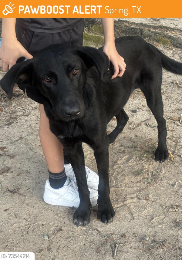 Found/Stray Male Dog last seen Pines on Spring Rain, Spring, TX 77379