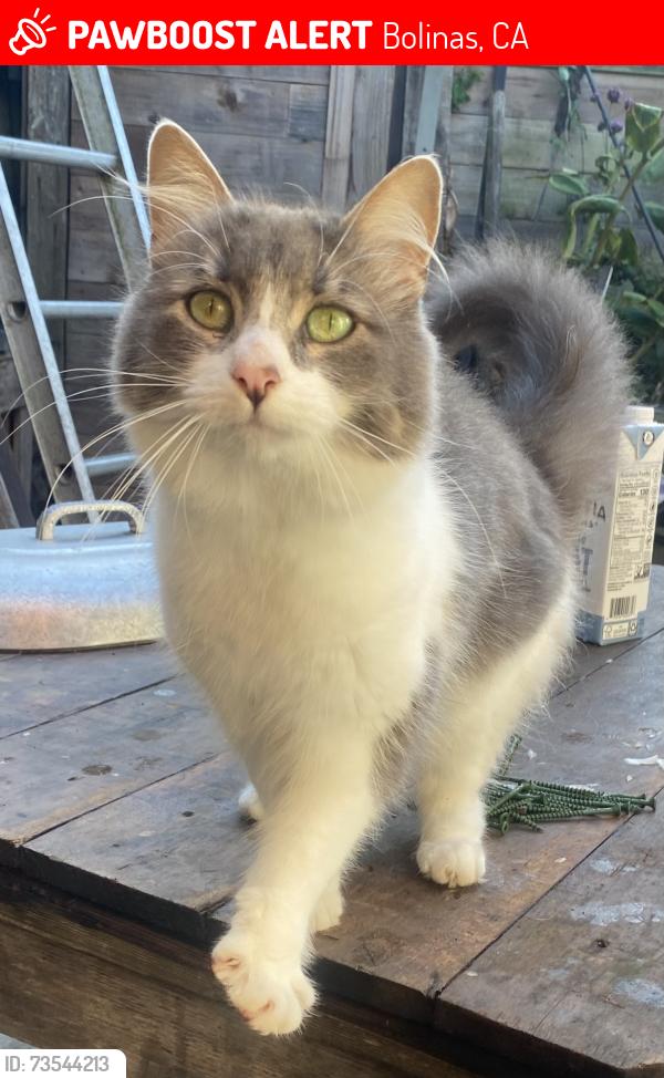 Lost Female Cat last seen Big mesa, Bolinas, CA 94924
