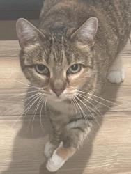 Found/Stray Unknown Cat last seen Near S 2100 E, Salt Lake City, UT 84105