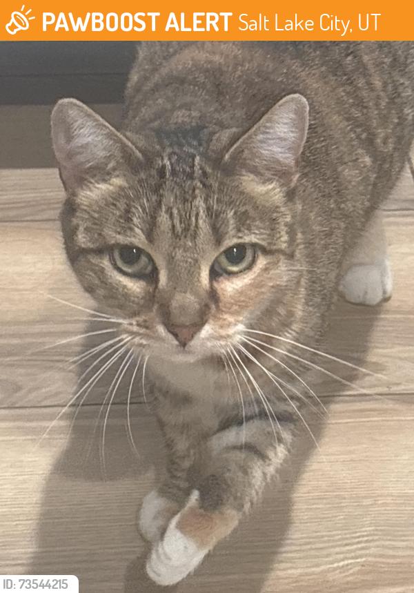 Found/Stray Unknown Cat last seen Near S 2100 E, Salt Lake City, UT 84105