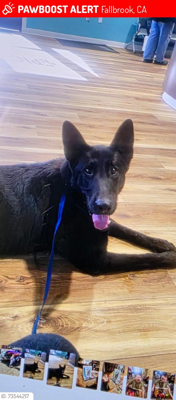 Lost Male Dog last seen Fallbrook, Fallbrook, CA 92028