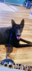 Lost Male Dog last seen Fallbrook, Fallbrook, CA 92028