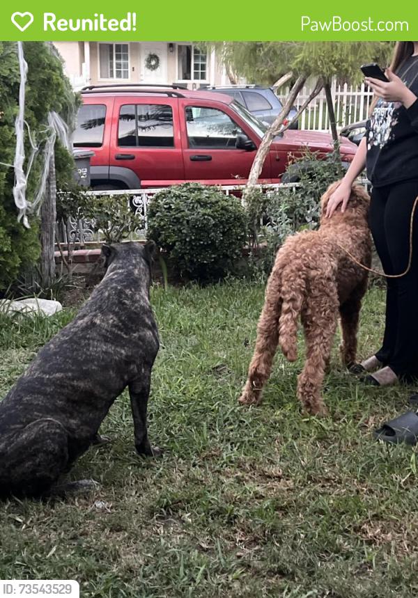 Reunited Unknown Dog last seen Marquardt Ave, La Mirada, CA 90638