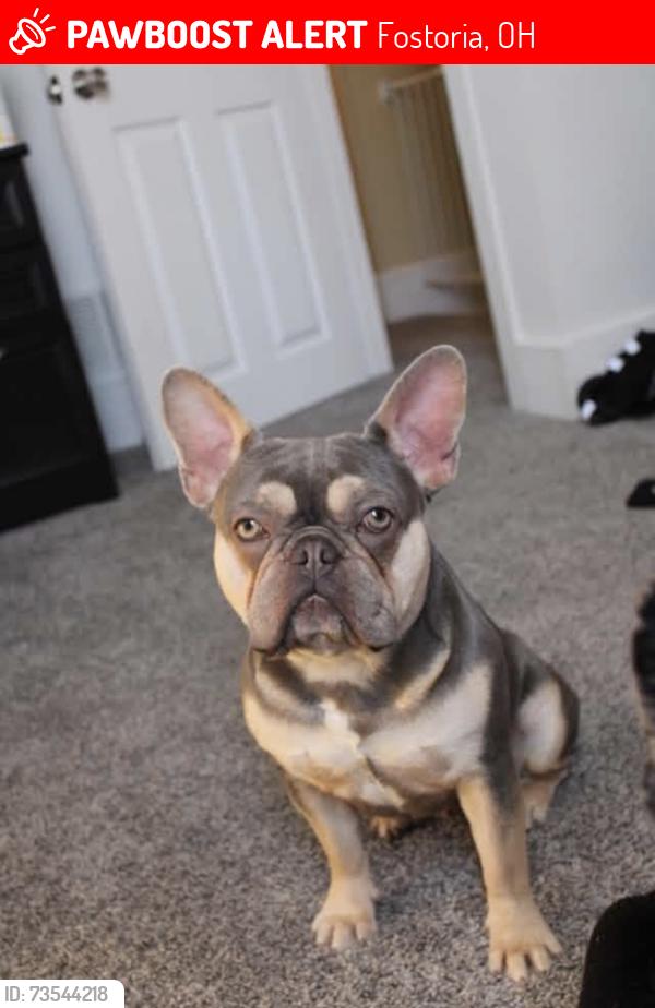 Lost Male Dog last seen Culbertson & Main St Fostoria Ohio, Fostoria, OH 44830