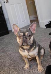Lost Male Dog last seen Culbertson & Main St Fostoria Ohio, Fostoria, OH 44830