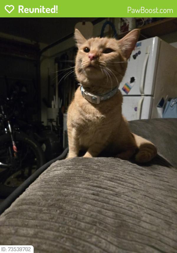 Reunited Female Cat last seen Found on Cloverfield ln, Greenwood, IN 46143