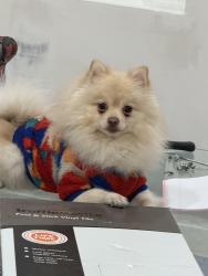 Lost Male Dog last seen leadwell st., Van Nuys, CA 91405, Los Angeles, CA 91303