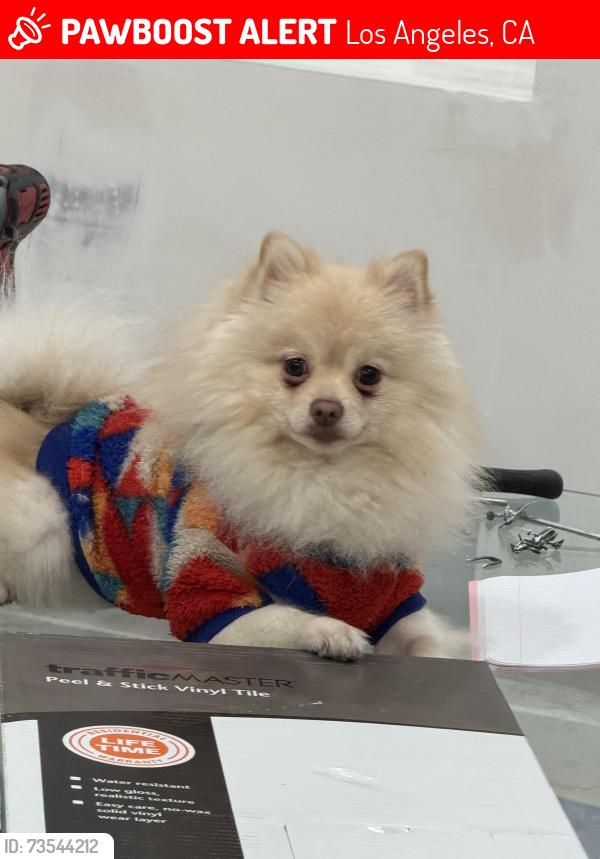 Lost Male Dog last seen leadwell st., Van Nuys, CA 91405, Los Angeles, CA 91303