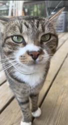 Reunited Male Cat last seen Fawn Dru, Newfield, NJ 08344