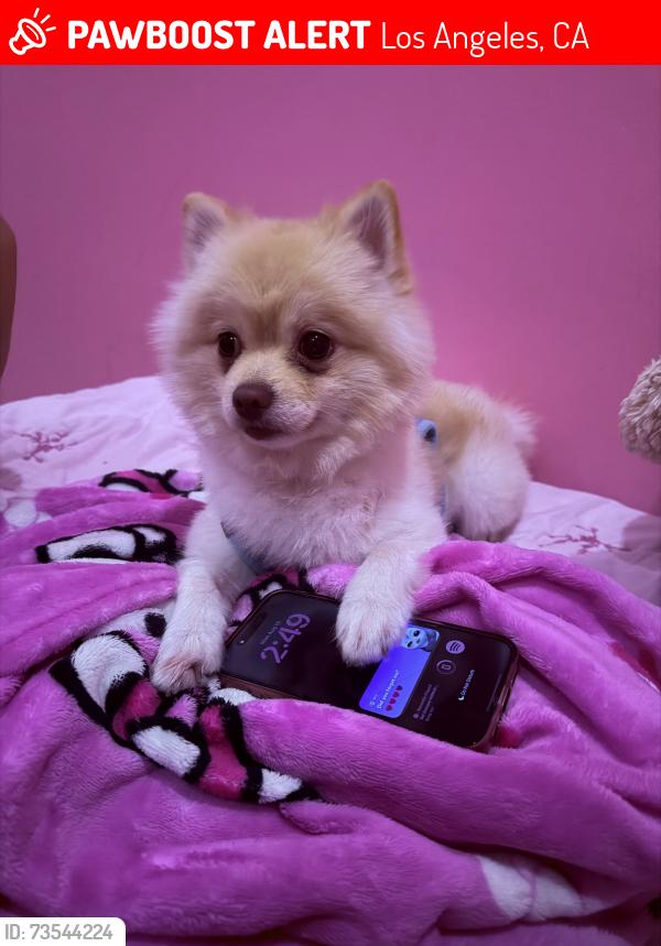 Lost Male Dog last seen leadwell st, Los Angeles, CA 91405