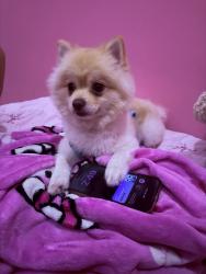 Lost Male Dog last seen leadwell st, Los Angeles, CA 91405