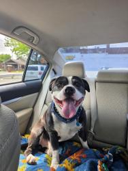 Lost Male Dog last seen Haverhill & Jackman, Toledo, OH 43612