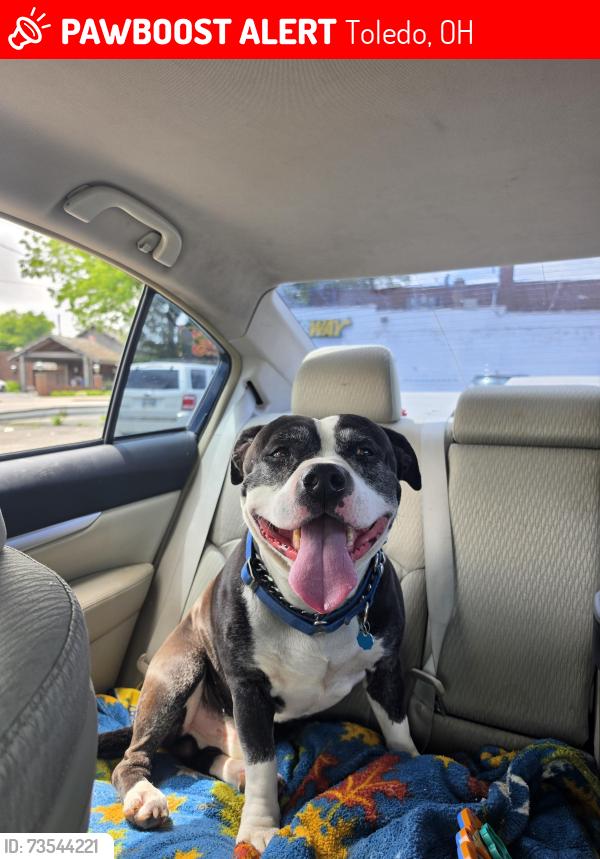 Lost Male Dog last seen Haverhill & Jackman, Toledo, OH 43612