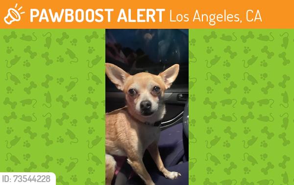 Found/Stray Male Dog last seen Oso & Roscoe, Los Angeles, CA 91306