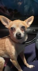 Found/Stray Male Dog last seen Oso & Roscoe, Los Angeles, CA 91306