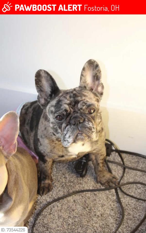 Lost Female Dog last seen Culbertson & Main Fostoria Ohio, Fostoria, OH 44830