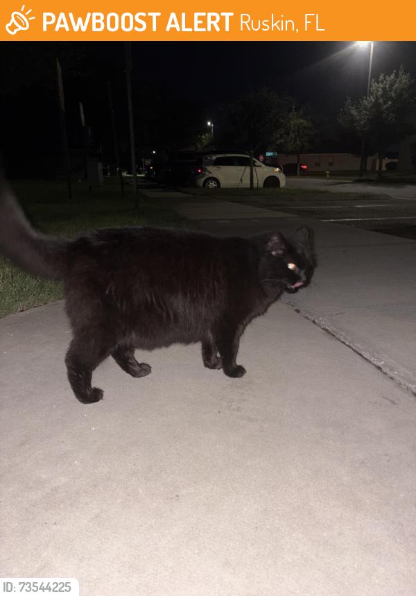 Found/Stray Unknown Cat last seen 4th St SN, Ruskin, FL 33570