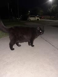 Found/Stray Unknown Cat last seen 4th St SN, Ruskin, FL 33570