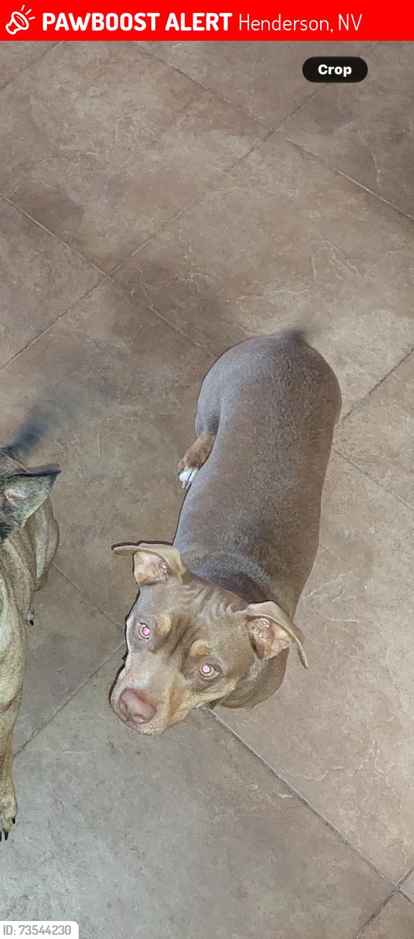 Lost Male Dog last seen Horizon greenway, Henderson, NV 89002