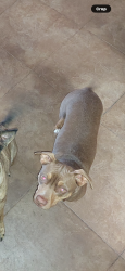 Lost Male Dog last seen Horizon greenway, Henderson, NV 89002