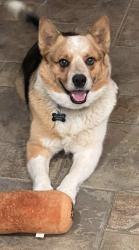 Lost Male Dog last seen Hierba Road and Anthony Road, Agua Dulce, CA 91390