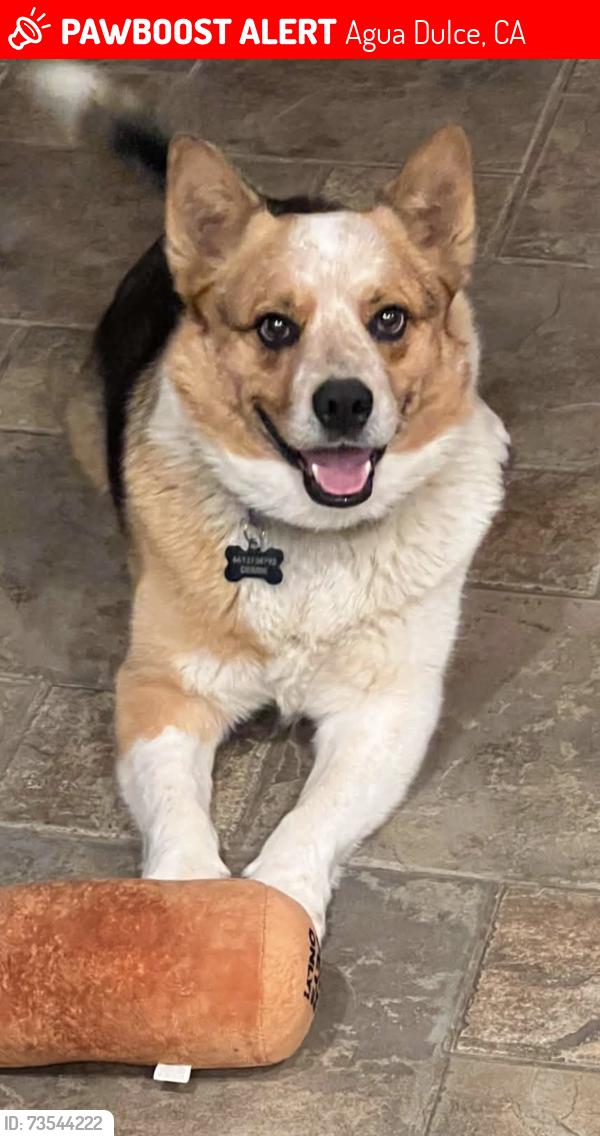 Lost Male Dog last seen Hierba Road and Anthony Road, Agua Dulce, CA 91390