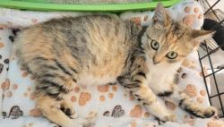 Found/Stray Female Cat last seen Roseville Pkwy X Galleria Blvd, Roseville, CA 95678
