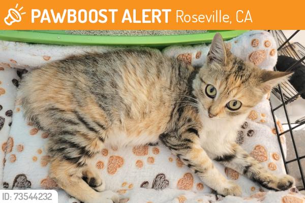 Found/Stray Female Cat last seen Roseville Pkwy X Galleria Blvd, Roseville, CA 95678