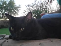 Reunited Male Cat last seen Cooper and Cloud, Maricopa County, AZ 85249