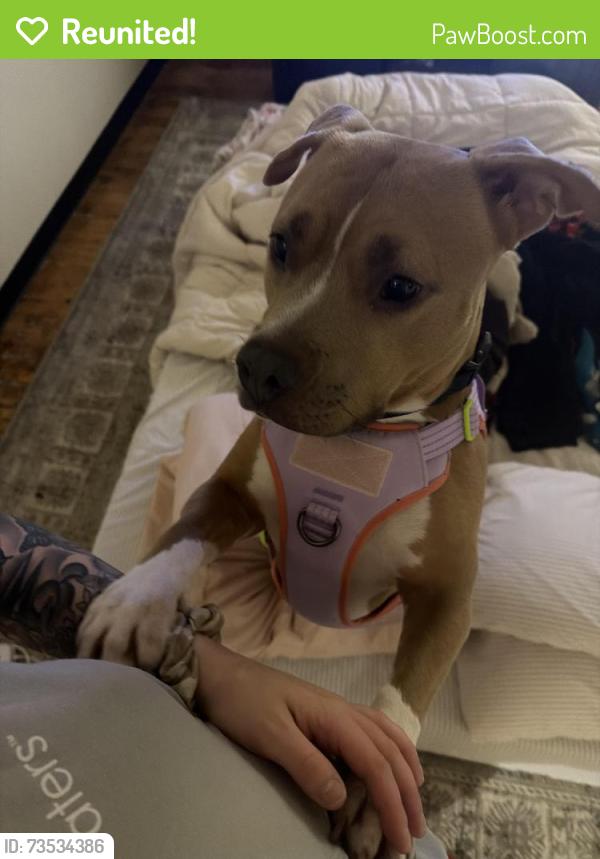 Reunited Female Dog last seen Lorraine’s Diner, Pawtucket, RI 02860