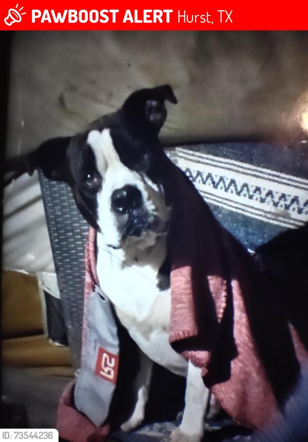 Lost Male Dog last seen QT on hwy 10 and 820, Hurst, TX 76053