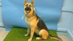 Shelter Stray Female Dog last seen , 216 W Victoria St, Gardena, CA 90248, USA