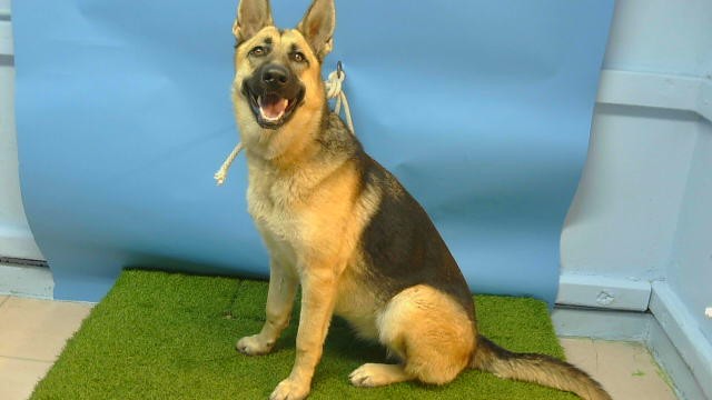 Shelter Stray Female Dog last seen , 216 W Victoria St, Gardena, CA 90248, USA
