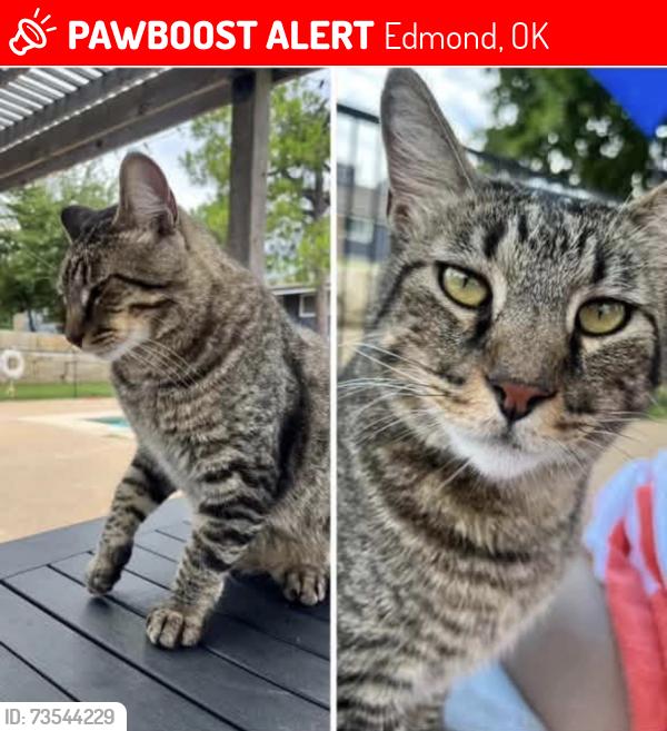 Lost Male Cat last seen Kicking bird hills area!, Edmond, OK 73034