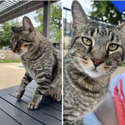 Lost Male Cat last seen Kicking bird hills area!, Edmond, OK 73034