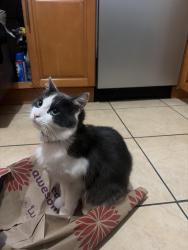 Reunited Male Cat last seen Woodrow St Daly City Ca, Daly City, CA 94014