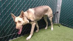 Shelter Stray Female Dog last seen , 11258 Garfield Ave, Downey, CA 90242, USA