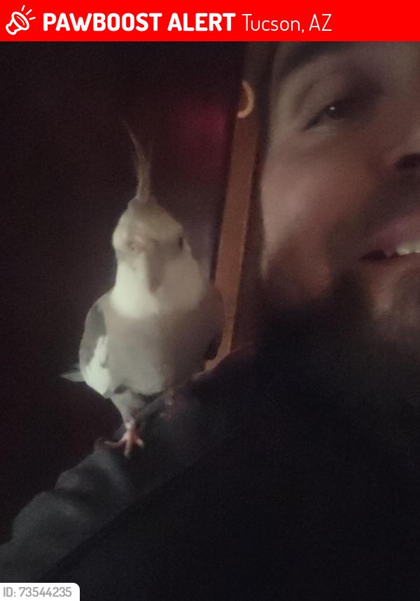 Lost Male Bird last seen Romero and miracle mile, Tucson, AZ 85705