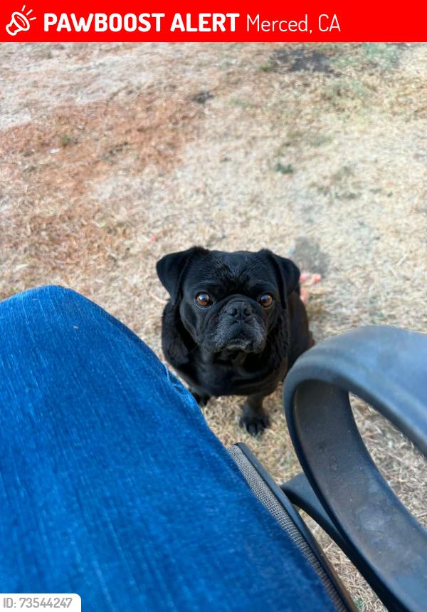 Lost Male Dog last seen Near st Merced, Merced, CA 95340